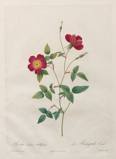 Rosa Indica Stelligera av Kitagawa Utamaro