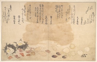 Snäckskal under vatten av Kitagawa Utamaro