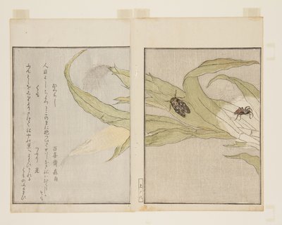 Spindel (Kumo) och Evening Cicada (Higurashi) (träblock i färg) av Kitagawa Utamaro