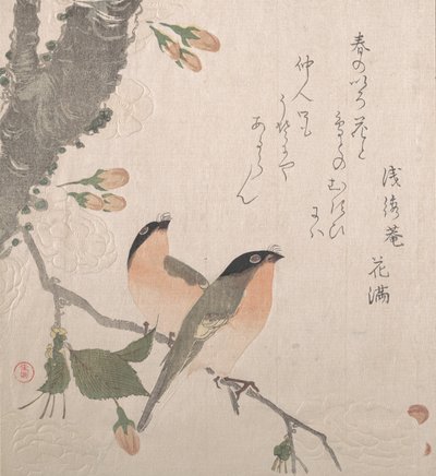 Domherrar och körsbärsblommor, 1800-talet. av Kubo Shunman