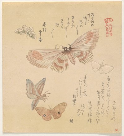 Fjärilar och malar, från serien A Flock of Butterflies (Gunch? Gafu) av Kubo Shunman