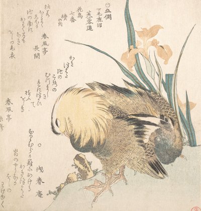 Par mandarinänder och irisblommor, sent 1700-tidigt 1800-tal. av Kubo Shunman
