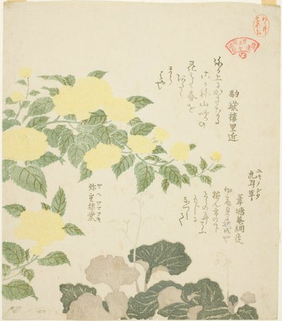 Yellow Roses (Yae yamabuki) och Creeping Saxifrages (Yukinoshita), från serien "Collection of Plants for the Kasumi Poetry Circle (Kasumi-ren somoku awase)" av Kubo Shunman