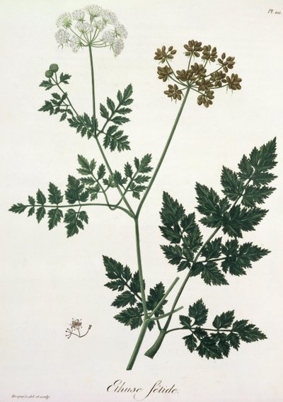 Aethusa Cynapium från 