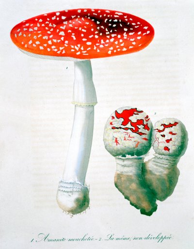 Amanita Muscaria flugsvamp, 1821 av LFJ Hoquart