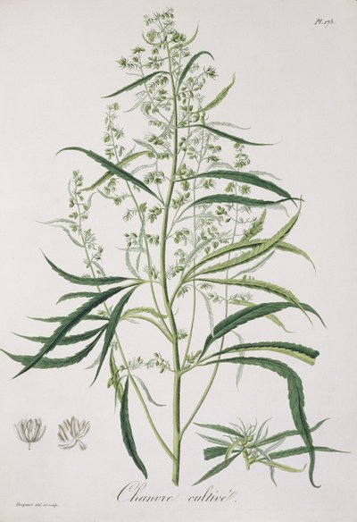 Cannabis Sativa från 