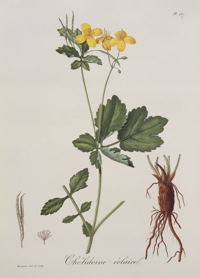 Celidonium Majus från Phytographie Medicale av Joseph Roques (1772-1850), publicerad 1821 av L.F.J. Hoquart