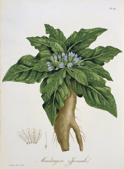 Mandragora Officinarum från 