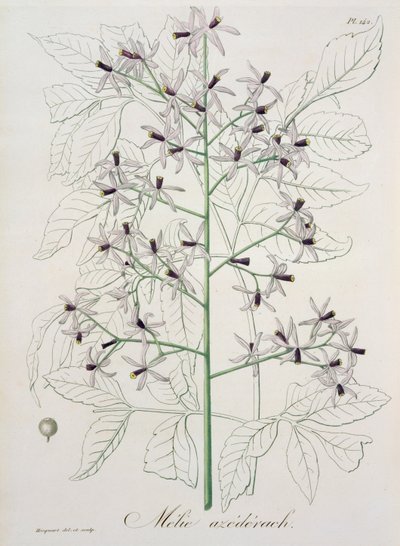 Melia Azedarach från "Phytographie Medicale" av Joseph Roques (1772-1850), publicerad 1821. av L.F.J. Hoquart