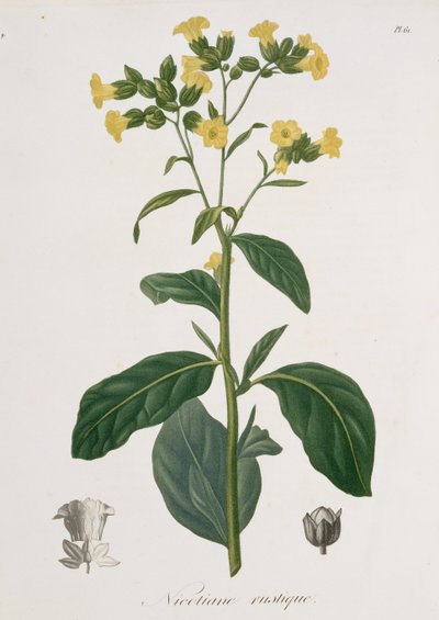 Nicotiana från "Phytographie Medicale" av Joseph Roques (1772-1850), publicerad 1821. av L.F.J. Hoquart