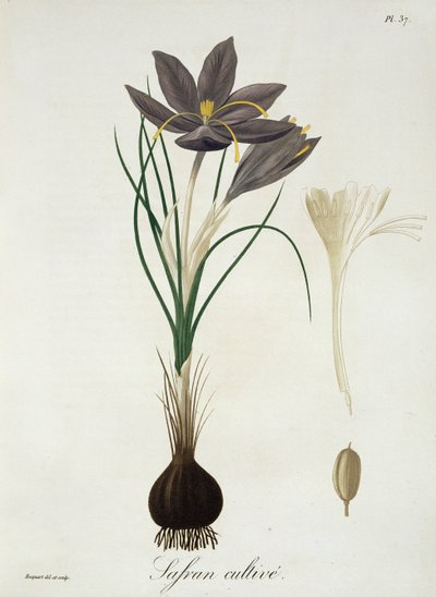 Saffran Crocus från 