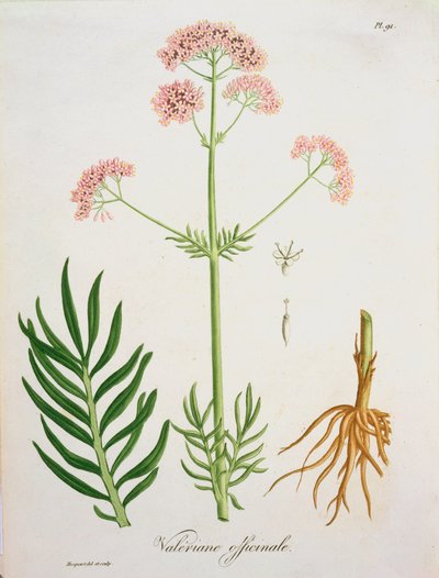 Valerian från 