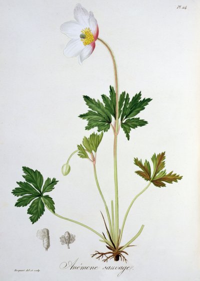Trädanemon från "Phytographie Medicale" av Joseph Roques (1772-1850), publicerad 1821. av L.F.J. Hoquart