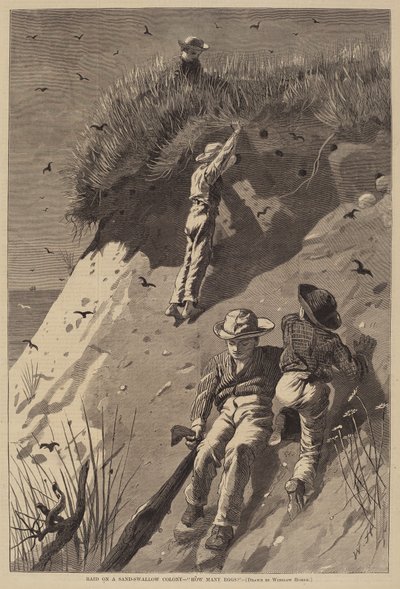 Raid på en sandsvalakoloni - "Hur många ägg?" av Lagarde after Winslow Homer