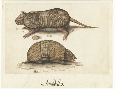 Albumblad med två bältdjur Bältdjur av Lambert Lombard (rejected attribution)