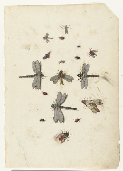 Sländor och flygande insekter av Lambert Lombard