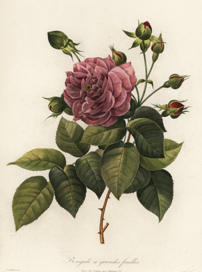 Bengalros, Rosa chinensis sort, Storbladig Bengal av Langlois Langlois