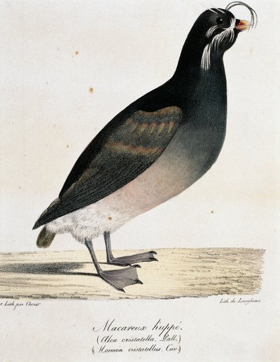 Crested Auklet (Aethia cristatella), från Picturesque Voyage Around the World av Langlume Langlume