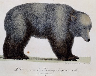 Gråbjörn (Ursus griseus), från Picturesque Journey Around the World av Langlume Langlume