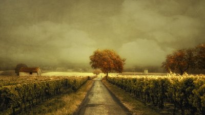Höstvägen genom vingården av Lars van de Goor †