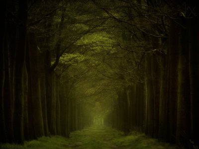Stigen genom den mörka skogen av Lars van de Goor †