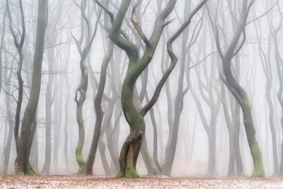 Den kusliga vinterskogen av Lars van de Goor †