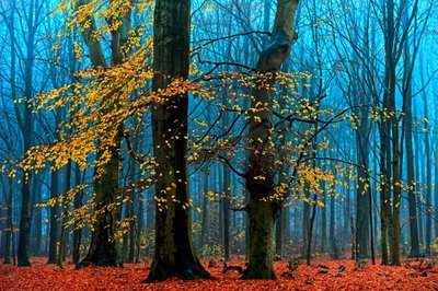  av Lars van de Goor †