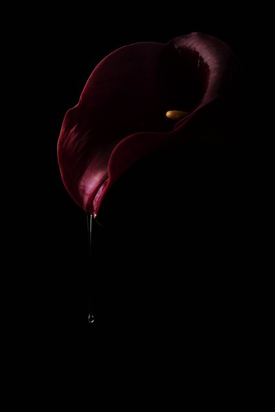 Djupröd Calla-droppe av Laura Benvenuti