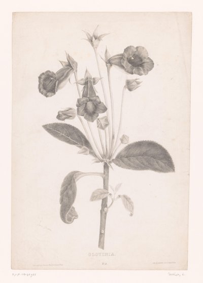 Gloxinia Gloyinia (titel på objekt) av Laure Devéria