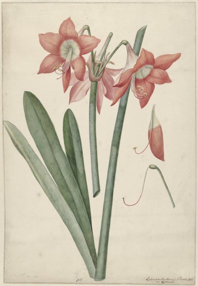 Amaryllis Haoorthia Margaritiferas av Laurens Jacobsz. van der Vinne