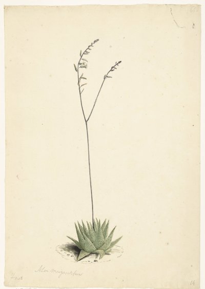 Blommande Aloe av Laurens Vincentsz. van der Vinne