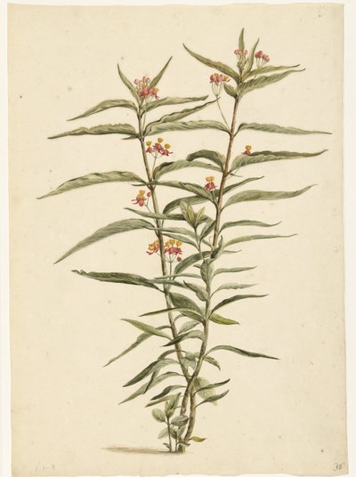 Blommande johannesört (Asclepias curassavica) av Laurens Vincentsz. van der Vinne