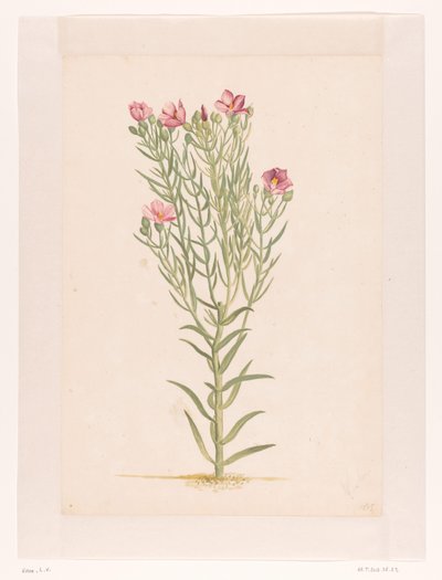 Plantera med rosa blommor (titel på objekt) av Laurens Vincentsz. van der Vinne