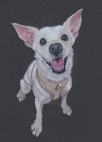 Fluffy , 2025 (färgpenna på tonat papper) av Laurie Michaels