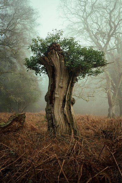 Ancient Bonsai, 2025 (foto) av Lee Cooper