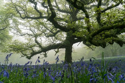 Ancient Greens, 2025 (foto) av Lee Cooper
