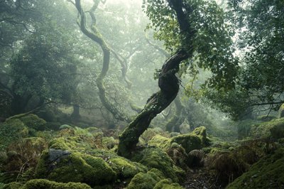 Awakening II, 2024 (foto) av Lee Cooper