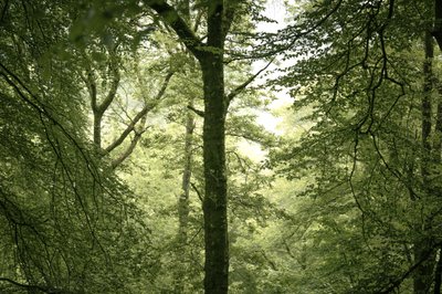 Grenlinje, 2024 (foto) av Lee Cooper