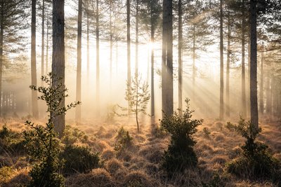 Emberwood, 2023 (foto) av Lee Cooper