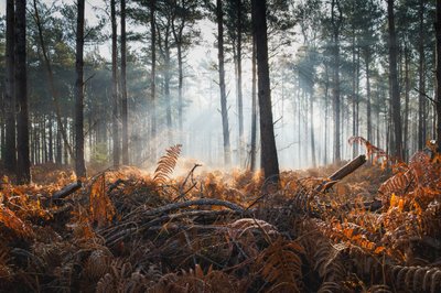 Fern  Fog, 2024 (foto) av Lee Cooper
