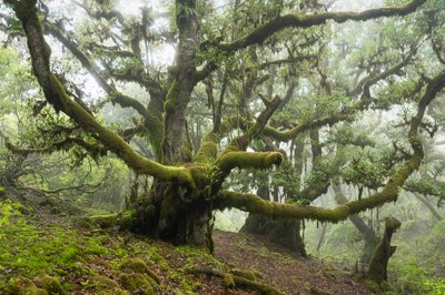 Forgotten Land III, 2025 (foto) av Lee Cooper