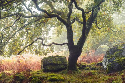 Forgotten Lands, 2024 (foto) av Lee Cooper