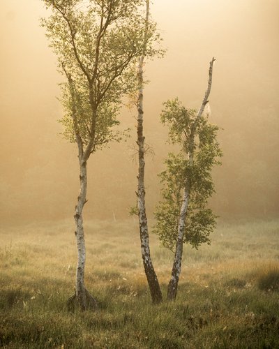 Sagor från skogen IIII, 2024 (foto) av Lee Cooper