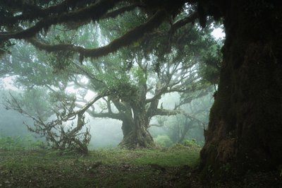 The Gathering Wood, 2023 (foto) av Lee Cooper