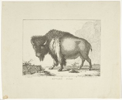 Bison av Leendert Brasser