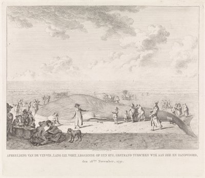 Finval spolades upp på stranden vid Zandvoort Bild av Vin-Vis (...) strandsatt mellan Wyk aan Zee och Zandvoord, 18 november 1791 (titel på objekt) av Leendert Overbeek
