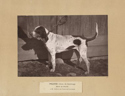 Pilot, Chien de Saintonge, Pack of Virelade, A.M. Joseph de Carayon Latour av Leon Cremiere