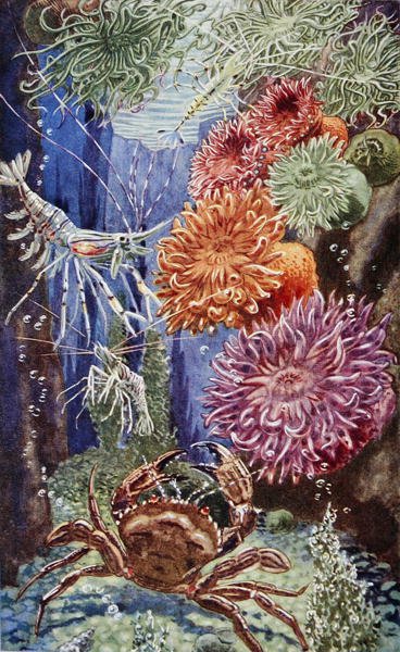 Illustration från "Sea-Shore Life in Britain" tryckt 1947 (lito i färg) av Leonard Robert Brightwell