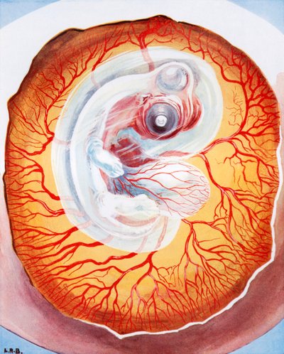 Fågeln utvecklas i ägget (färglitografi) av Leonard Robert Brightwell