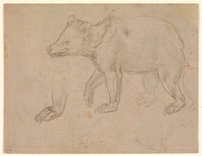 En björn som går av Leonardo da Vinci
